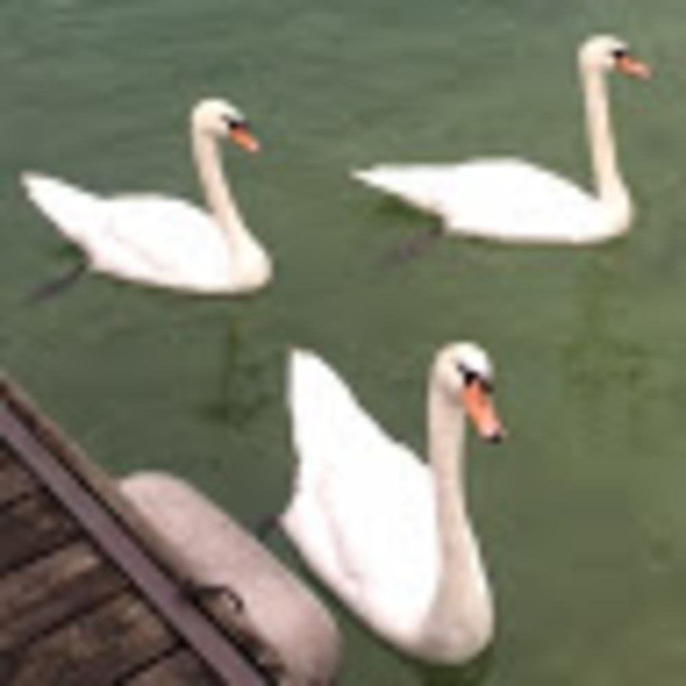 Meet your Posher, Holli